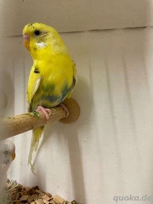 Junge und ältere Wellensittiche abzugeben
