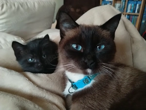 Heilige Birma Siam Kitten suchen ein Zuhause