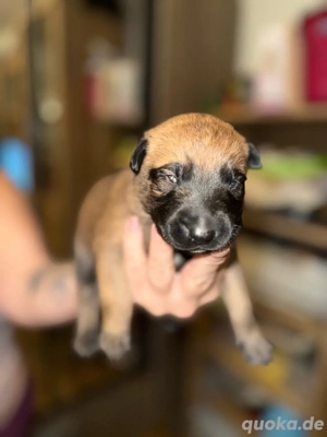 Malinois welpen 