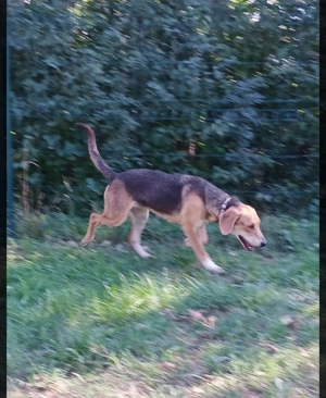 ausgeglichene Bracke-Schäferhund Mischlings-Hündin Lea sucht ihr Zuhause Bild 3