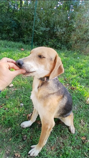 ausgeglichene Bracke-Schäferhund Mischlings-Hündin Lea sucht ihr Zuhause Bild 5