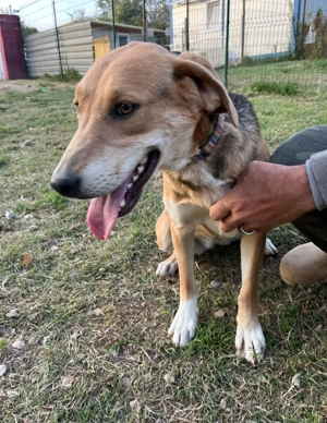 ausgeglichene Bracke-Schäferhund Mischlings-Hündin Lea sucht ihr Zuhause Bild 6