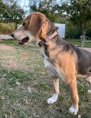 ausgeglichene Bracke-Schäferhund Mischlings-Hündin Lea sucht ihr Zuhause Bild 4