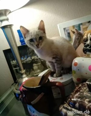 Reizendes Thai Kätzchen,