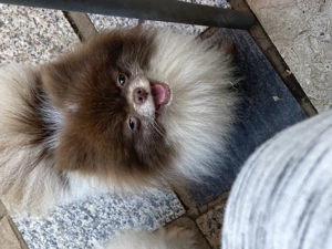 Zauberhaftes echtes kleines Pomeranian Bärchen Mädchen in seltener Farbe