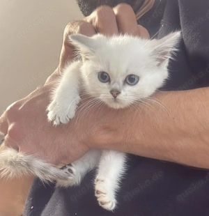 British Kurzhaar Kater Kitten 