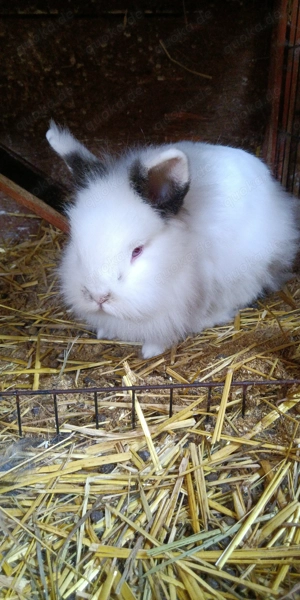 Sango, Weibchen, Löwenköpfchen, ca. 3 Jahre alt