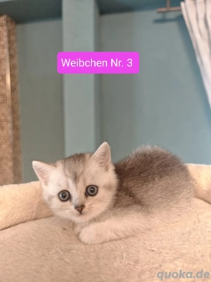 3 reinrassige Britisch Kurzhaar Kitten 