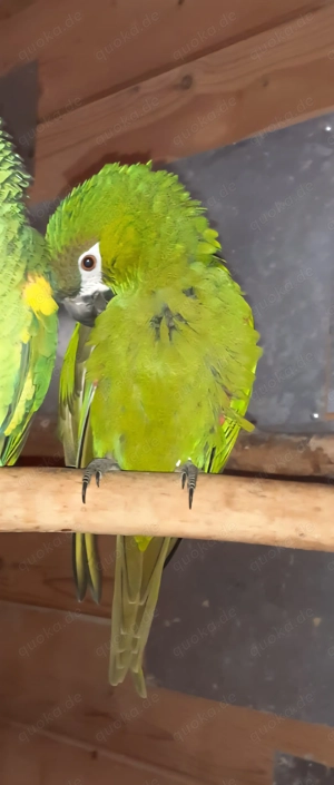 Männlicher Blaustirnen Zwergara 