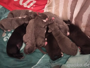 Deutsche Dogge Welpen 