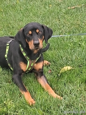 Amor noch in Rumänien 