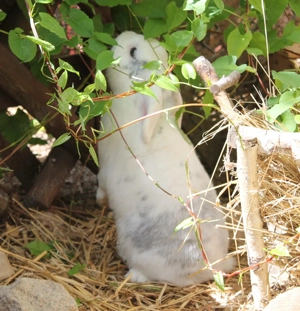 Kaninchen Fritz, geb. 2018 Bild 2