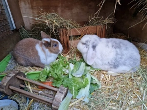 Kaninchen Fritz, geb. 2018 Bild 3