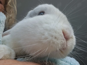 Kaninchen Fritz, geb. 2018 Bild 6