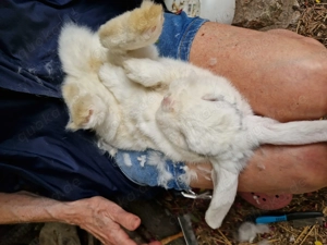 Kaninchen Fritz, geb. 2018 Bild 5