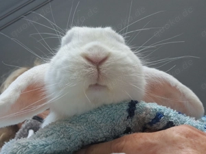 Kaninchen Fritz, geb. 2018 Bild 8