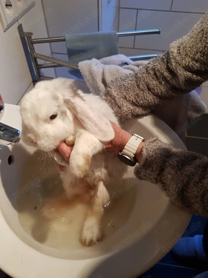 Kaninchen Fritz, geb. 2018 Bild 10