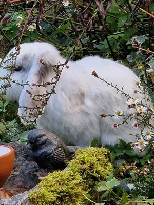 Kaninchen Fritz, geb. 2018 Bild 9