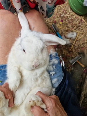 Kaninchen Fritz, geb. 2018 Bild 4