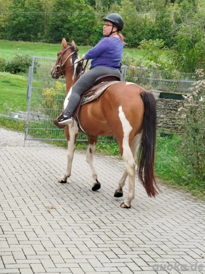 verkaufe quarter paint stute