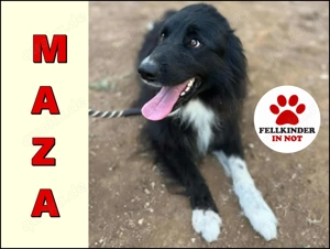 bildhübsche Border-Collie Mischlings-Hündin Maza sucht ihre Familie