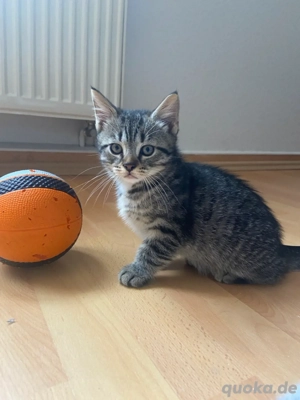 Grau getigerter Kater   12 Wochen, geimpft & entwurmt