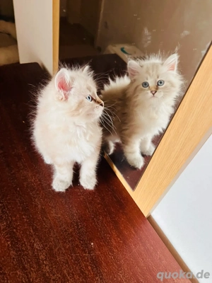 Sibirische Wald und Neva Masguarade Katze von Linie Welt und Internationale Chempinon mit Stammbaum