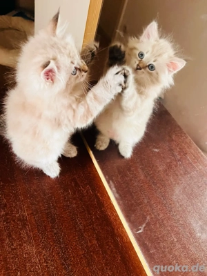 Reinrassige Neva Masguarade Kitten von linie Welt und Internationale Chempinon mit Stammbaum . 