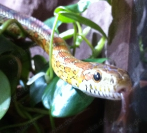 Kornnatter Weibchen classic - gesund und handzahm