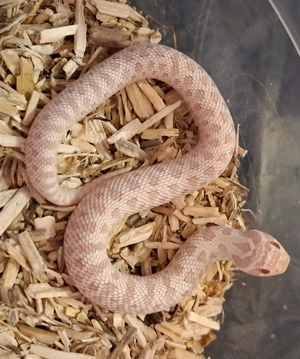 Heterodon nasicus Hakennasennattern 0.1 Snow, 1.0 Albino Abholung