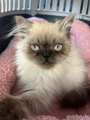 perser Himalaya Mix Kitten