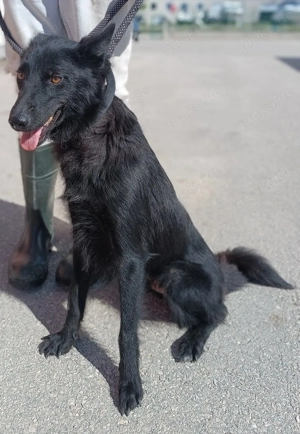 liebe Border Collie-Hütehund-kroatischer Schäferhund Mischlings-Hündin Mirka sucht ein Zuhause Bild 5
