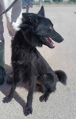 liebe Border Collie-Hütehund-kroatischer Schäferhund Mischlings-Hündin Mirka sucht ein Zuhause Bild 4