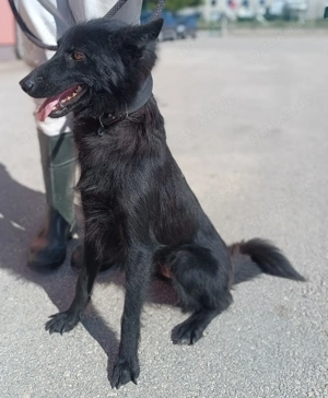 liebe Border Collie-Hütehund-kroatischer Schäferhund Mischlings-Hündin Mirka sucht ein Zuhause Bild 3