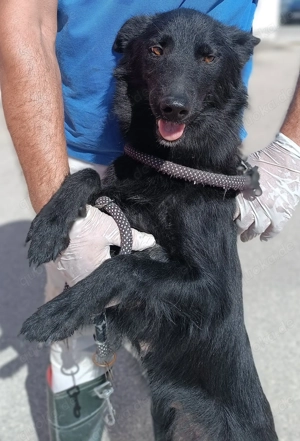 liebe Border Collie-Hütehund-kroatischer Schäferhund Mischlings-Hündin Mirka sucht ein Zuhause Bild 6