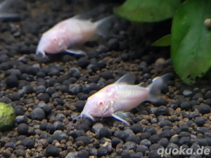 Albino Panzerwels 