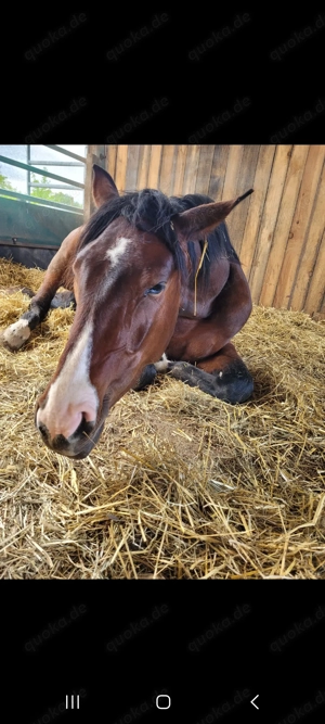 Offenstall Platz frei junge Stute