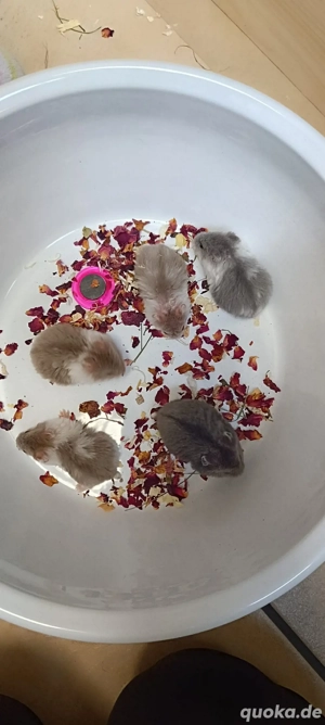 Campbell Zwerghamster Bild 6