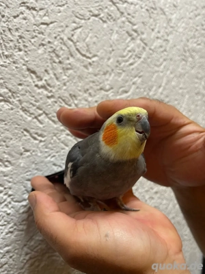 Handzahmen Nymphensittiche