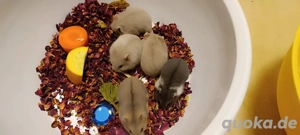 Campbell Zwerghamster Bild 10