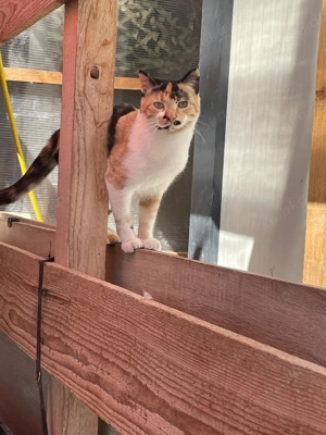 Leila   wunderschöne Glückskatze mit großem Herz wartet auf ihre Herzensmenschen