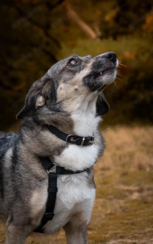 Hier kommt Benny Bild 4