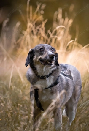 Hier kommt Benny Bild 5