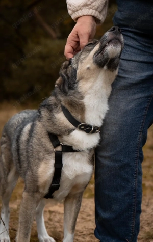 Hier kommt Benny Bild 2