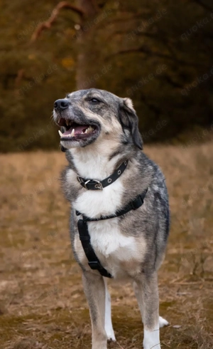 Hier kommt Benny Bild 3