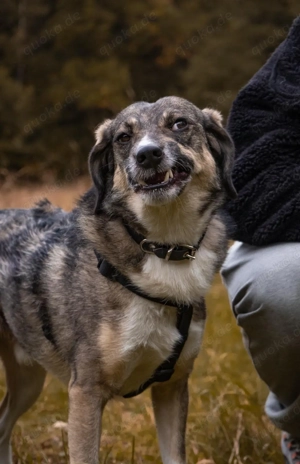 Hier kommt Benny Bild 6