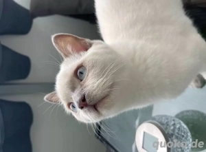 Wunderschöner junger Kater  Lion  sucht liebevolles Zuhause