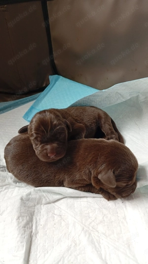 Reinrassige Labradorwelpen schokobraun