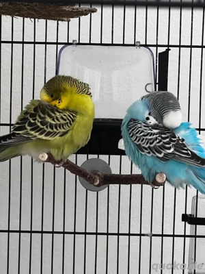 Wellensittiche mit Käfig und Spielzeuge