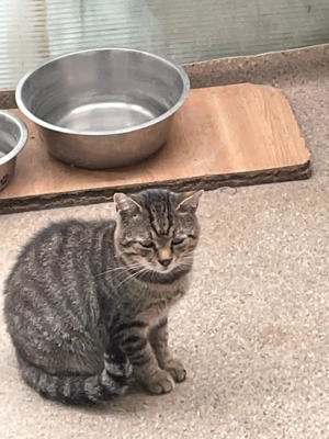 Kater Karlo - ein sanfter Tiger mit großem Herz sucht sein Für-immer-Zuhause